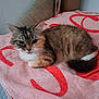 Moumoune participe au concours pour gagner de l'argent avec cette photo : cat, feline, pet, indoor, towel, pink, red, fur, animal, resting, cute, whiskers, ears, tail, floor, mat, metallic_pole, cozy, curious, closeup