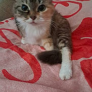 Moumoune participe au concours pour gagner de l'argent avec cette photo : kitten, cat, pet, animal, feline, cute, fur, whiskers, paw, eyes, indoor, blanket, pattern, resting, young, small, curious, soft, domestic, companion