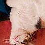 cat, animal, pet, feline, whiskers, fur, pink, blue, bed, blanket, relaxed, lying_down, upside_down, cute, domestic_animal, sleepy, soft, closeup, indoor, mammal