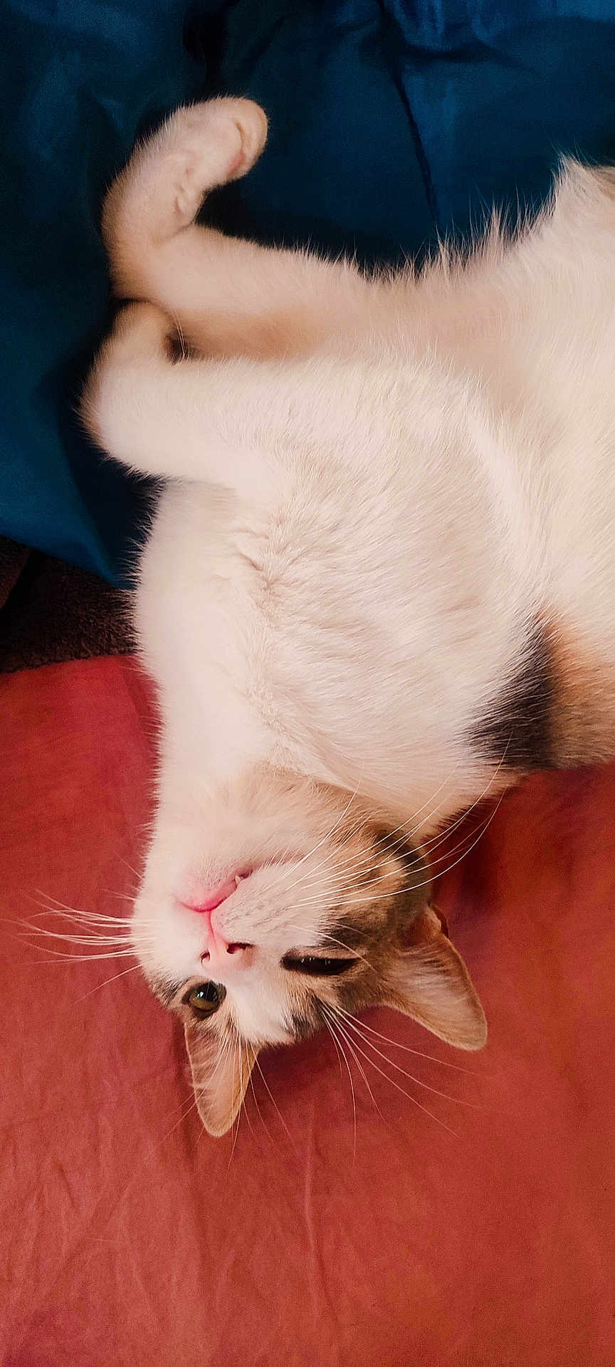 Caramel
