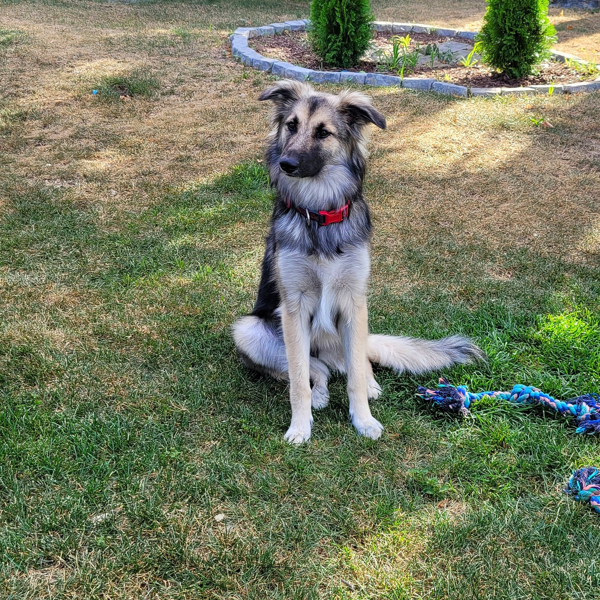 Rachel joined the competition — help win amazing prizes! canidae, carnivore, collar, companion_dog, dog, dog_breed, fawn, garden, garden_hose, grass, groundcover, guard_dog, herding_dog, plant, sporting_group, tail, terrestrial_animal, working_animal, working_dog