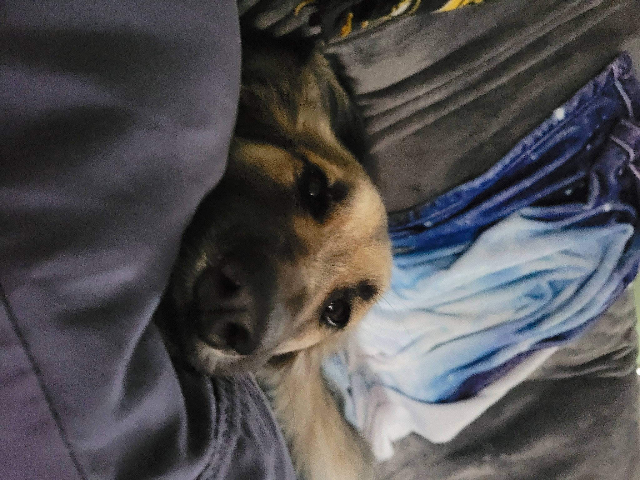 Rachel is registered to the contest to win money with this photo: canidae, carnivore, comfort, companion_dog, dog, dog_breed, electric_blue, fawn, felidae, fur, linens, nap, small_to_medium_sized_cats, snout, sporting_group, terrestrial_animal, textile, toy_dog, whiskers, wildlife