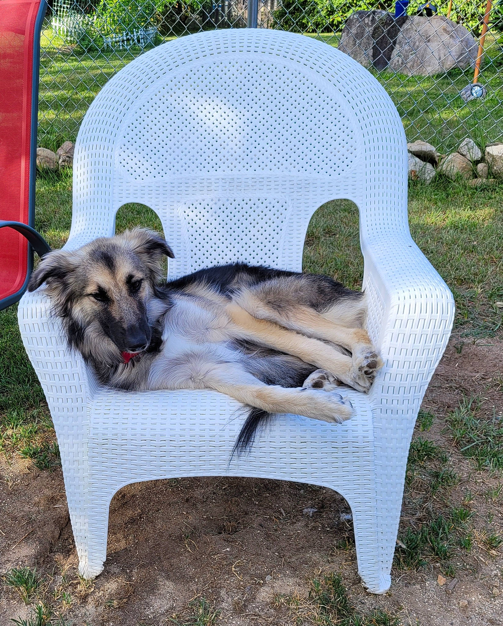 Rachel is registered to the contest to win money with this photo: carnivore, chair, comfort, companion_dog, dog, dog_breed, dog_supply, garden, grass, leisure, outdoor_furniture, outdoor_table, pet_supply, plant, rectangle, sporting_group, tail, working_dog, yard