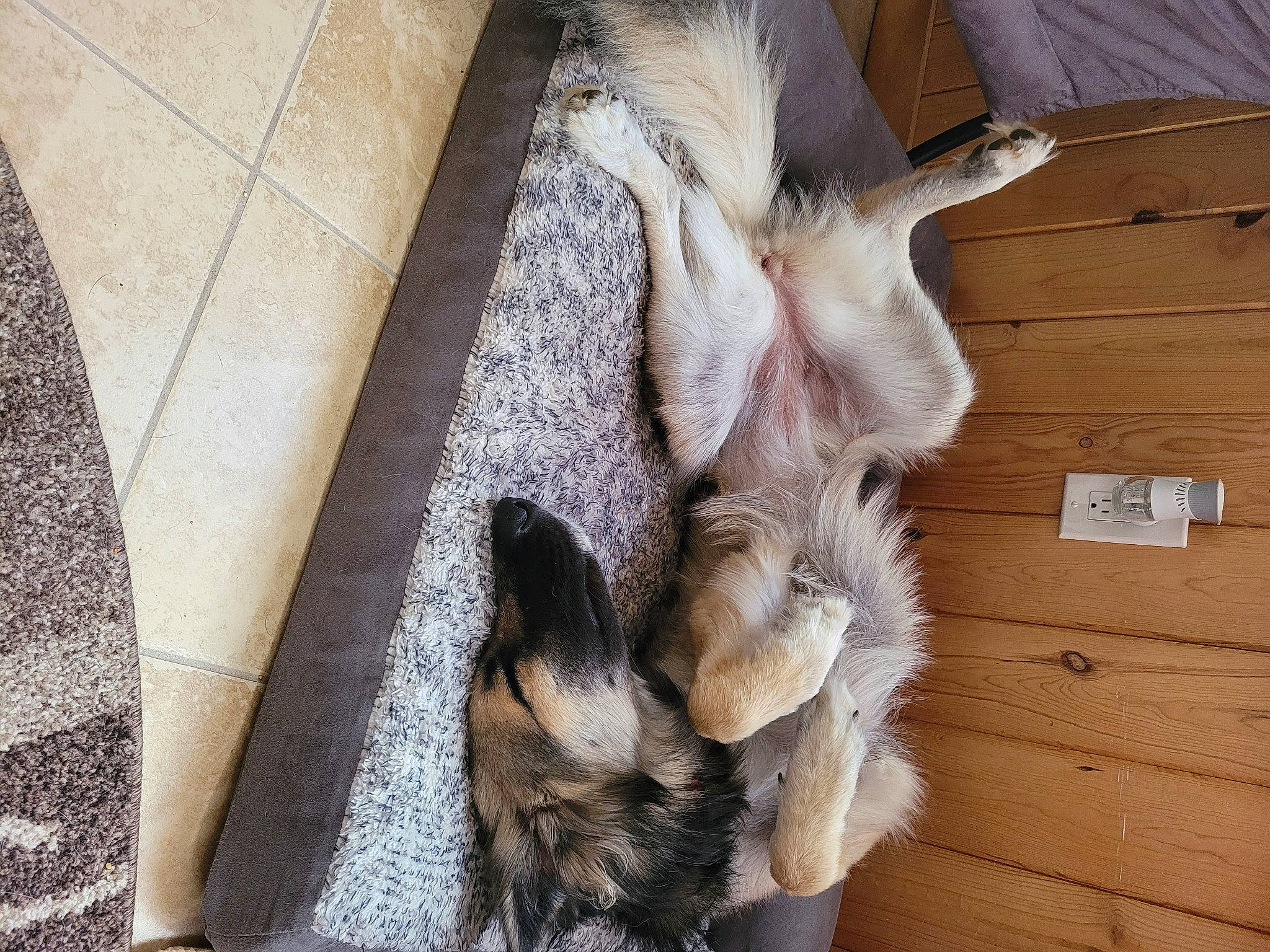 Rachel joined the competition — help win amazing prizes! canidae, carnivore, claw, comfort, companion_dog, dog_breed, domestic_short_haired_cat, fawn, felidae, flooring, fur, hardwood, paw, pet_supply, small_to_medium_sized_cats, snout, sporting_group, tail, whiskers, wood