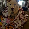 Hachiko is registered to the contest to win money with this photo: dog, pet, cream_colored, sitting, smiling, happy, portrait, blanket, cozy, indoors, home, window, collar, bone_tag, fluffy, white_fur, cute, animal, wood_floor, curtains