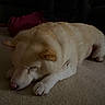 dog, sleeping, indoors, carpet, cream_coat, short_hair, pet, animal, resting, lying_down, cozy, home, person, pink_pants, striped_shirt, floor, snout, paws, relaxed, nap