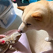 Hachiko joined the competition — help win amazing prizes! dog, bearded_dragon, reptile, animal_friendship, curious, nose_to_nose, closeup, indoor, pet, cream_colored, fur, scales, lizard, human_hand, pink_clothing, white_paw, wood_floor, storage_bin, portrait, funny