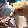 dog, bearded_dragon, reptile, animal_friendship, curious, nose_to_nose, closeup, indoor, pet, cream_colored, fur, scales, lizard, human_hand, pink_clothing, white_paw, wood_floor, storage_bin, portrait, funny