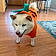 Hachiko