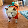 Hachiko is registered to the contest to win money with this photo: dog, pet, pumpkin_costume, halloween, costume, orange_outfit, green_hat, fluffy, white_dog, shiba_inu, smiling, standing, indoor, kitchen, hardwood_floor, bar_stools, rug, home, portrait, festive