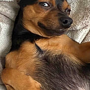 Nugget joined the competition — help win amazing prizes! dog, pet, lying_down, blanket, cozy, fur, black_and_brown, small_dog, relaxed, cute, animal, portrait, indoor, paw, snout, ears, sleepy, companion, cute_expression, resting