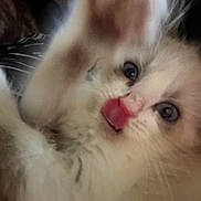 Phillips joined the competition — help win amazing prizes! animal, blue_eyes, cat, close_up, cute, expression, face, feline, fluffy, fur, indoor, kitten, mammal, nose, paw, pet, playful, tongue, whiskers, young