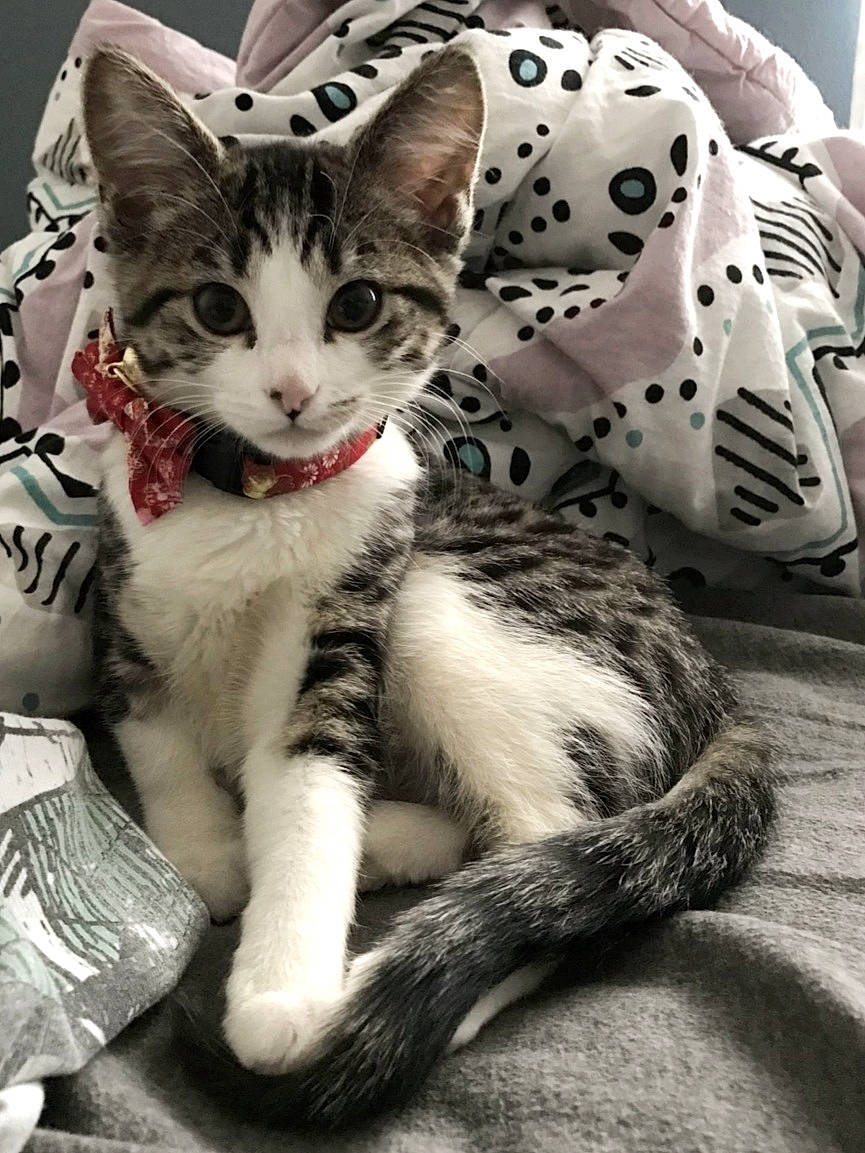 Ori is registered to the contest to win money with this photo: carnivore, cat, claw, comfort, domestic_short_haired_cat, felidae, foot, fur, mammal, pattern, paw, sitting, small_to_medium_sized_cats, snout, terrestrial_animal, vertebrate, whiskers, white