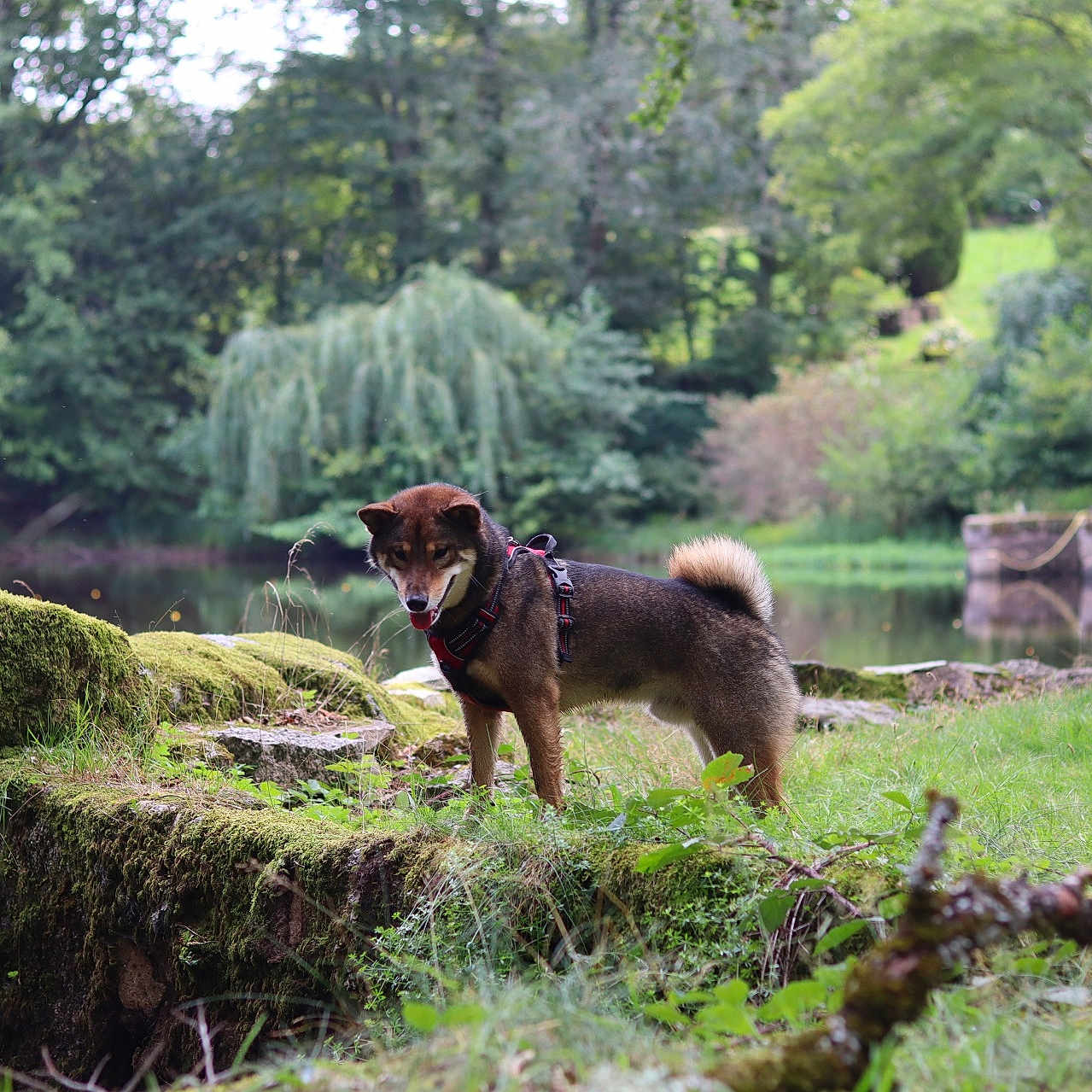 Snoopy a rejoint le concours — aidez-le/la à gagner de superbes lots ! animal, architecture, building, canine, countryside, dog, grass, hut, land, nature, outdoors, pet, plant, rural, shelter, tree, treestump, treetrunk, vegetation, woodland