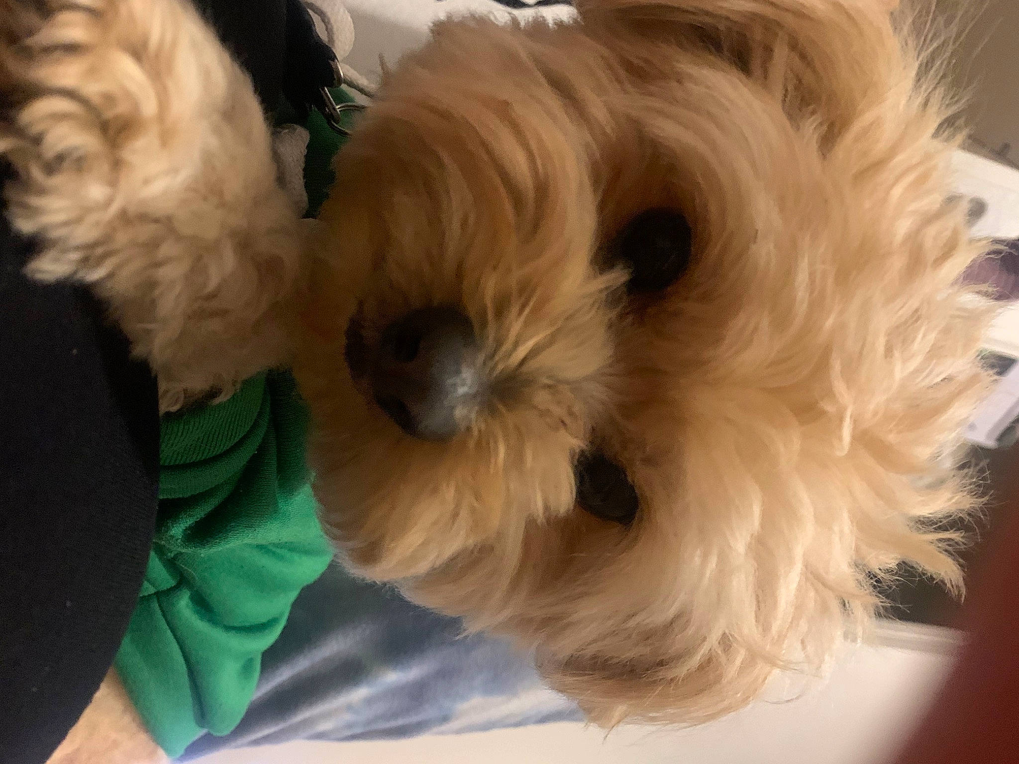 Kingston joined the competition — help win amazing prizes! canidae, carnivore, collar, companion_dog, dog, dog_breed, dog_collar, dog_supply, fur, head, maltepoo, pet_supply, plant, small_terrier, snout, sporting_group, terrier, toy_dog, working_animal, yorkipoo