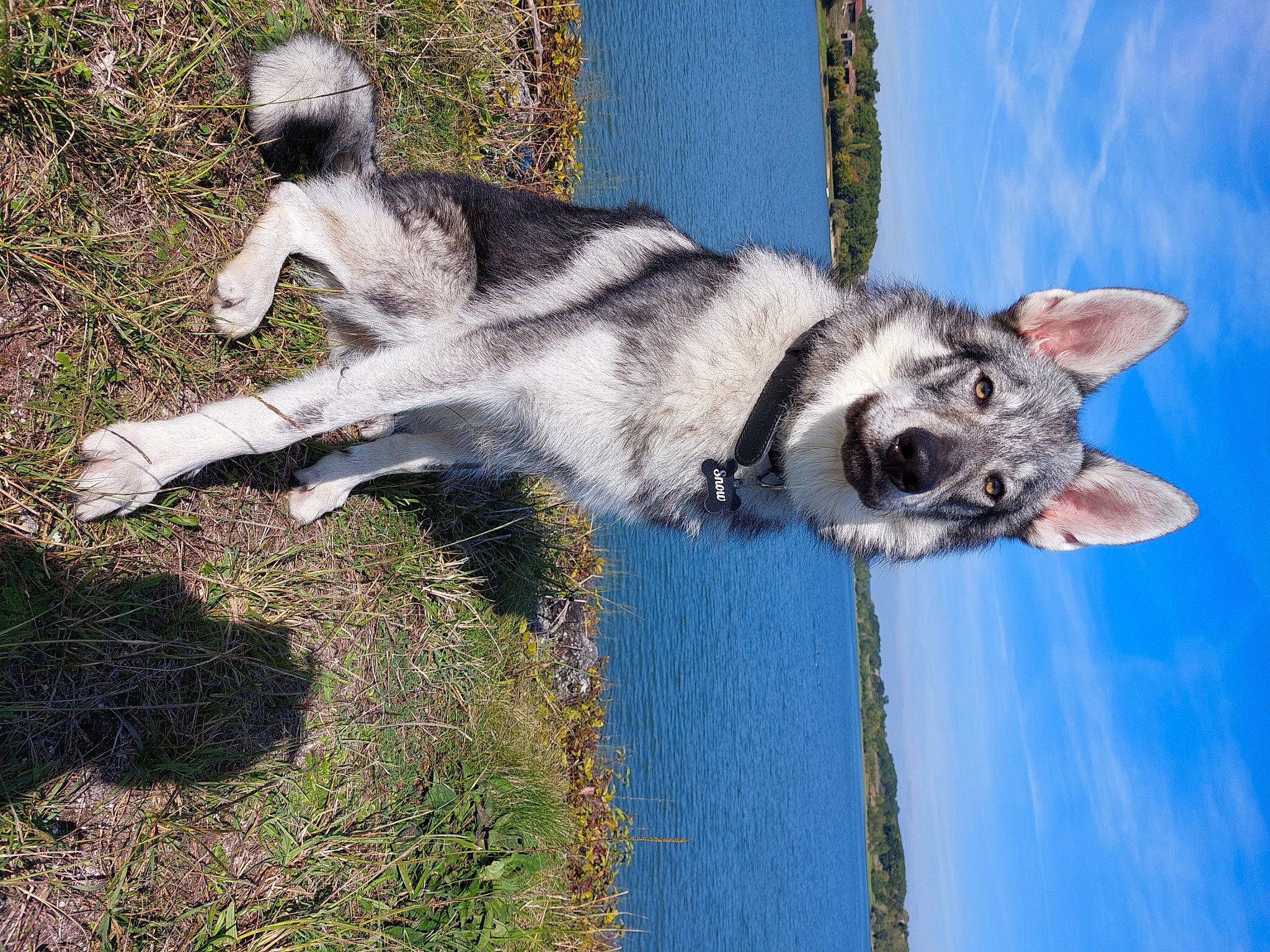 Snow participe au concours pour gagner de l'argent avec cette photo : canidae, canis, carnivore, dog, dog_breed, fawn, grass, plant, sky, sled_dog, snout, sporting_group, tail, terrestrial_animal, tree, water, wildlife, wolf, working_animal, working_dog