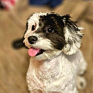 Ceecee is registered to the contest to win money with this photo: dog, pet, black_and_white, tongue_out, fluffy, groomed, happy, indoor, blanket, beige, fur, small_dog, cute, animal, canine, sitting, portrait, companion, domestic, friendly