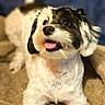 Ceecee is registered to the contest to win money with this photo: dog, pet, cute, fluffy, black_and_white, tongue_out, lying_down, blanket, cozy, indoor, animal, fur, small_dog, friendly, happy, playful, portrait, mammal, companion, domestic_animal