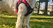 Ceecee is registered to the contest to win money with this photo: dog, pet, grass, outdoor, harness, black_and_white, curious, canine, sunlight, tree, nature, yard, house, animal, fur, small_dog, daytime, closeup, playful, greenery