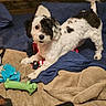 Ceecee is registered to the contest to win money with this photo: dog, black_and_white, pet, bed, blanket, toy, stretching, indoor, cozy, fur, tail, playful, animal, cute, canine, rest, living_room, fabric, comfort, house