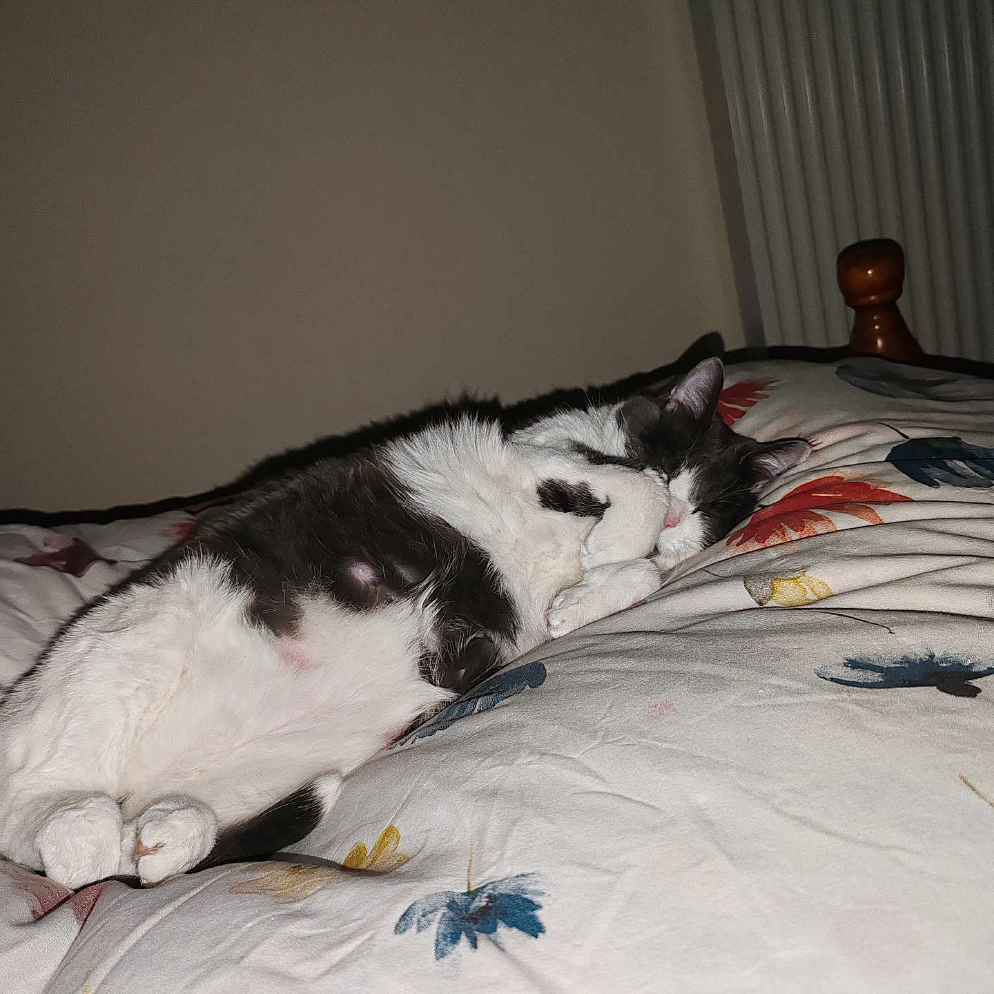 Switch participe au concours pour gagner de l'argent avec cette photo : animal, bed, blanket, cat, comfort, cozy, cute, domestic_animal, feline, floral_pattern, fur, home, indoor, paws, pet, quiet, relaxation, resting, sleeping, whiskers