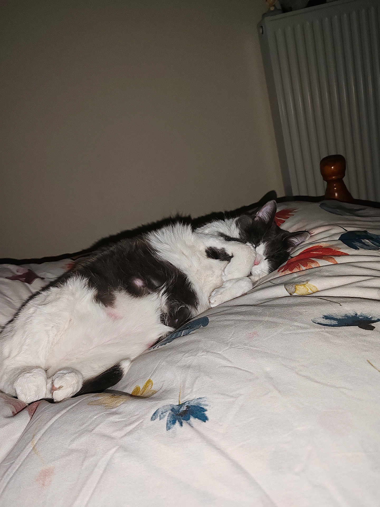 Switch participe au concours pour gagner de l'argent avec cette photo : cat, sleeping, bed, blanket, floral_pattern, indoor, pet, cozy, resting, fur, whiskers, paws, cute, domestic_animal, relaxation, comfort, feline, animal, quiet, home