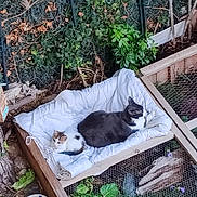 Switch a rejoint le concours — aidez-le/la à gagner de superbes lots ! cat, kitten, blanket, wooden_structure, garden, plants, greenery, flowers, outdoor, nature, relaxing, pet, animal, feline, resting, cozy, small, large, white, black