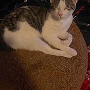 Bandit is registered to the contest to win money with this photo: animal, brown, cat, cords, cozy, cushion, ears, electronics, feline, fur, gray, indoors, paw, pet, relaxed, resting, sleeping, striped, whiskers, white