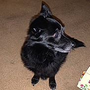 Chase joined the competition — help win amazing prizes! canidae, carmine, carnivore, companion_dog, dog, dog_breed, felidae, flooring, fur, german_spitz_mittel, non_sporting_group, road_surface, shadow, sporting_group, tail, tints_and_shades, whiskers