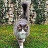 cat, fluffy, walking, grass, ivy, stone_wall, outdoor, pet, animal, nature, green, fur, whiskers, tail, confident, garden, mammal, cute, feline, portrait