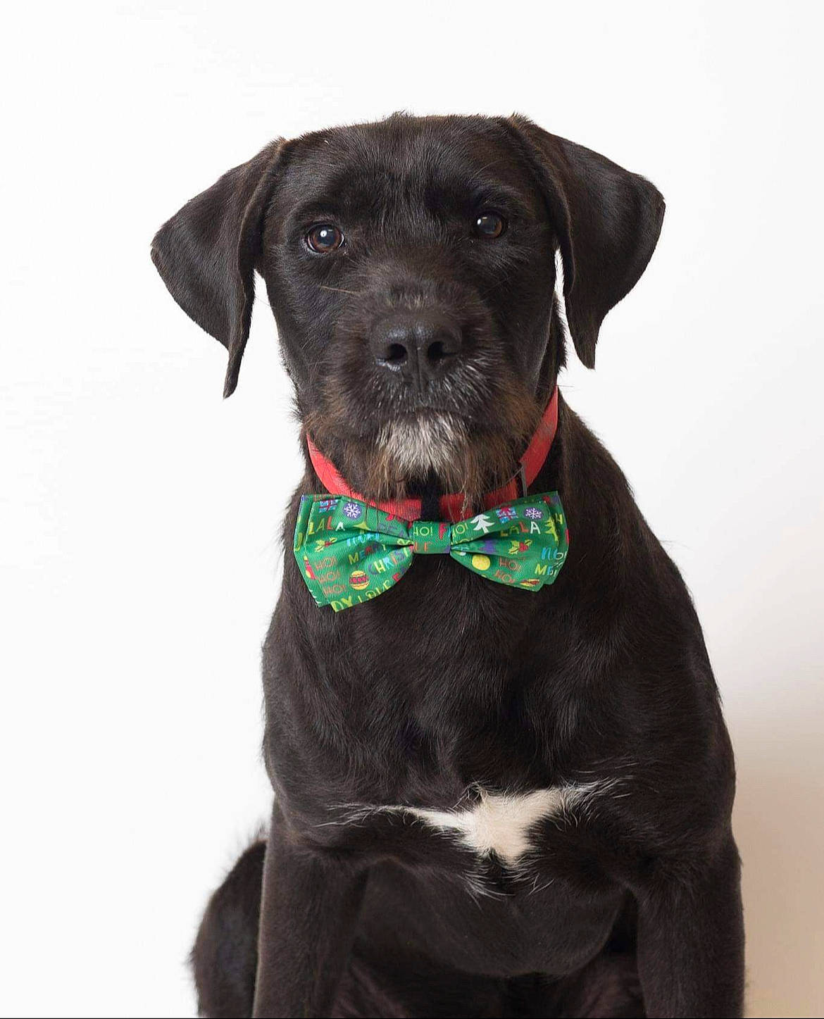 Jack is registered to the contest to win money with this photo: borador, bow_tie, canidae, carnivore, collar, companion_dog, dog, dog_breed, dog_collar, dog_supply, fashion_accessory, liver, outerwear, pet_supply, sleeve, snout, sporting_group, tie, whiskers, working_animal