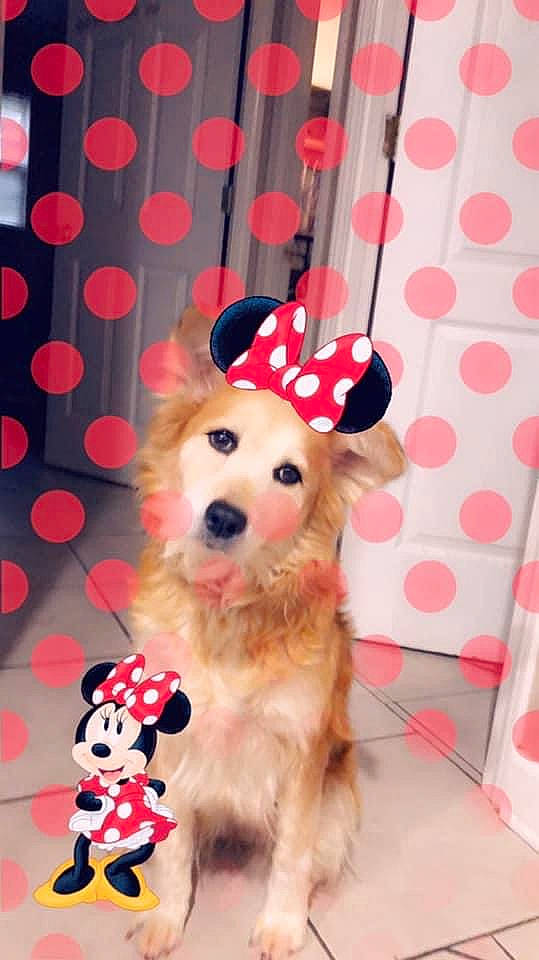 Hannah joined the competition — help win amazing prizes! carnivore, companion_dog, dog, dog_breed, dog_clothes, dog_supply, event, fashion_accessory, fawn, fedora, font, fur, hat, party_hat, pattern, pet_supply, pink, stuffed_toy, toy, toy_dog