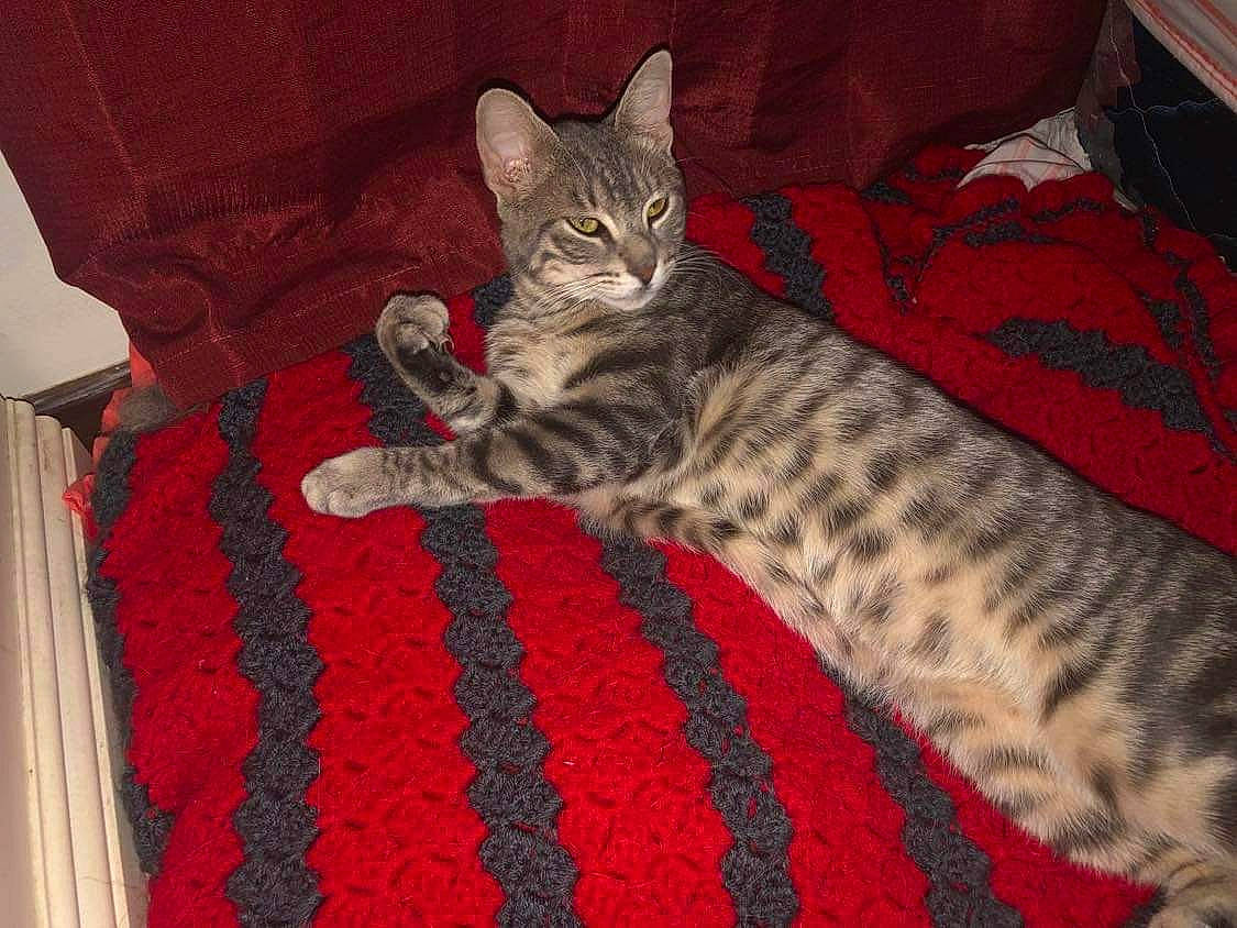 Smokey is registered to the contest to win money with this photo: carmine, carnivore, cat, comfort, curtain, domestic_short_haired_cat, felidae, flooring, fur, grey, linens, pattern, paw, small_to_medium_sized_cats, snout, tail, terrestrial_animal, whiskers, woolen, woven_fabric