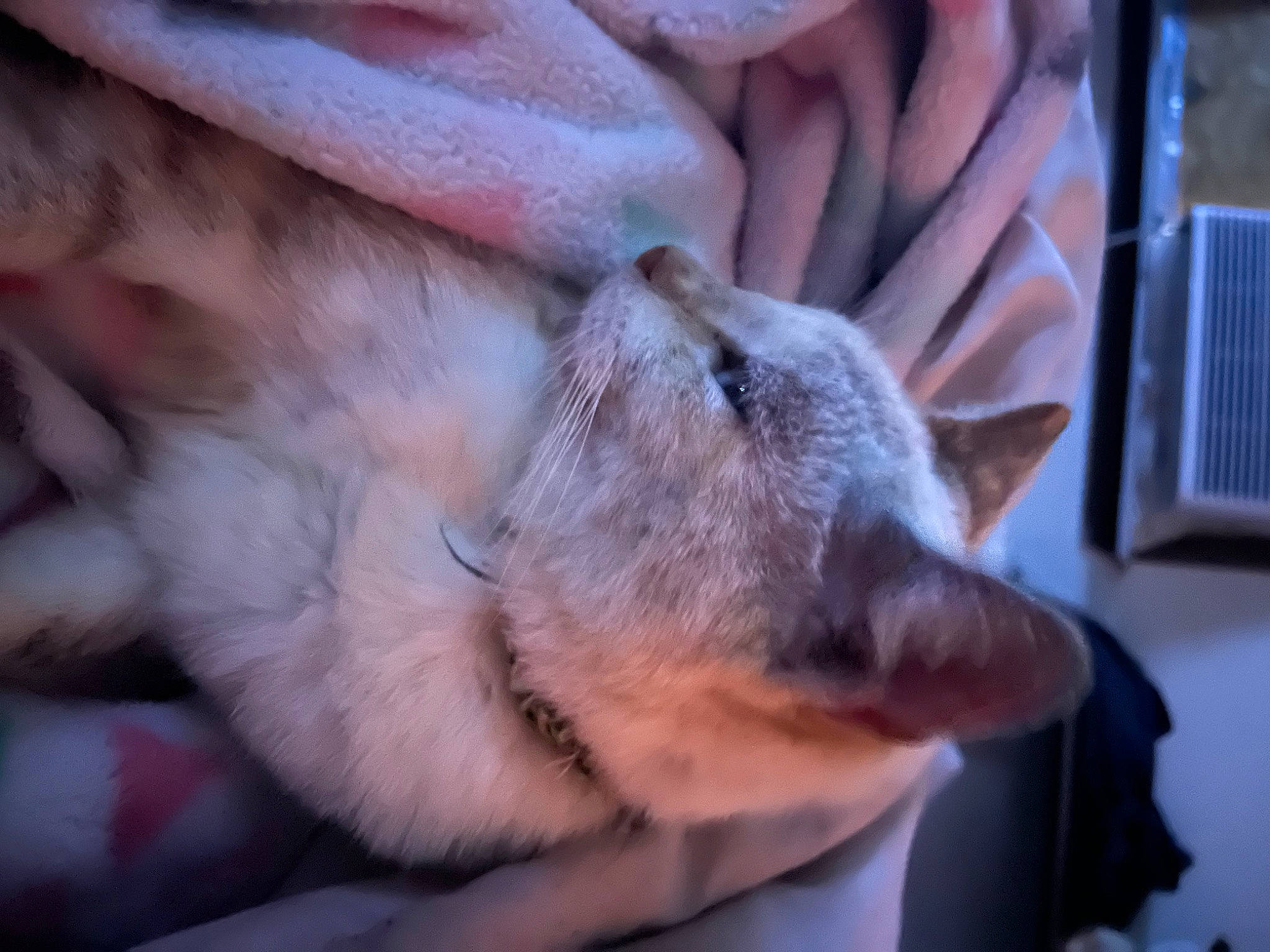 Blizzard is registered to the contest to win money with this photo: carnivore, claw, collar, comfort, companion_dog, dog, dog_breed, felidae, fur, gesture, mammal, nap, paw, small_to_medium_sized_cats, sporting_group, terrestrial_animal, whiskers, wood, working_animal, wrinkle