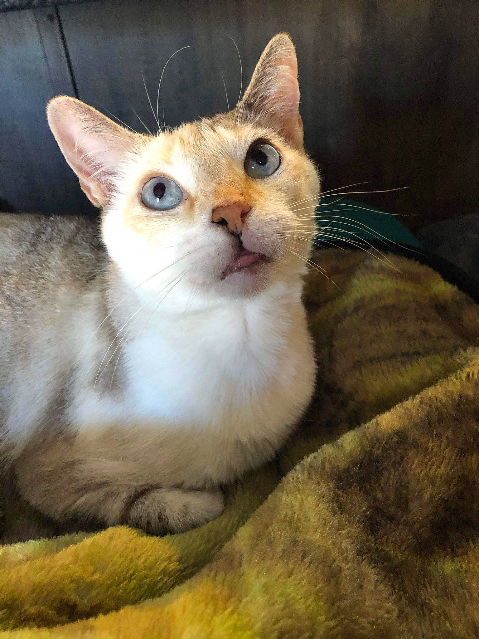 Blizzard joined the competition — help win amazing prizes! carnivore, cat, domestic_short_haired_cat, door, eye, fawn, felidae, fur, small_to_medium_sized_cats, snout, terrestrial_animal, whiskers, window