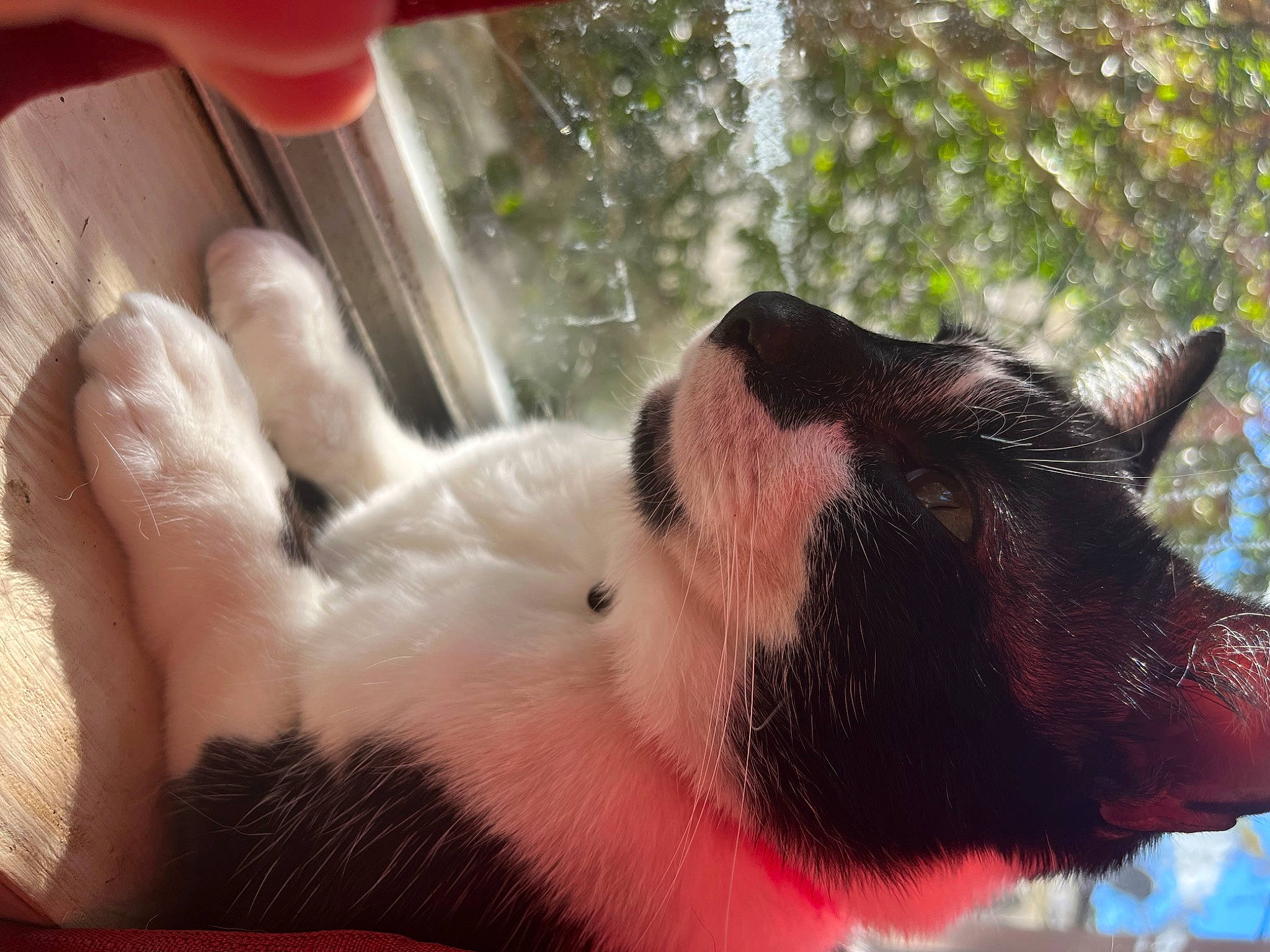 Sam is registered to the contest to win money with this photo: beak, canidae, carnivore, claw, companion_dog, dog_breed, fawn, felidae, fish, fur, grass, guinea_pig, nail, paw, small_to_medium_sized_cats, snout, sporting_group, tail, whiskers, window