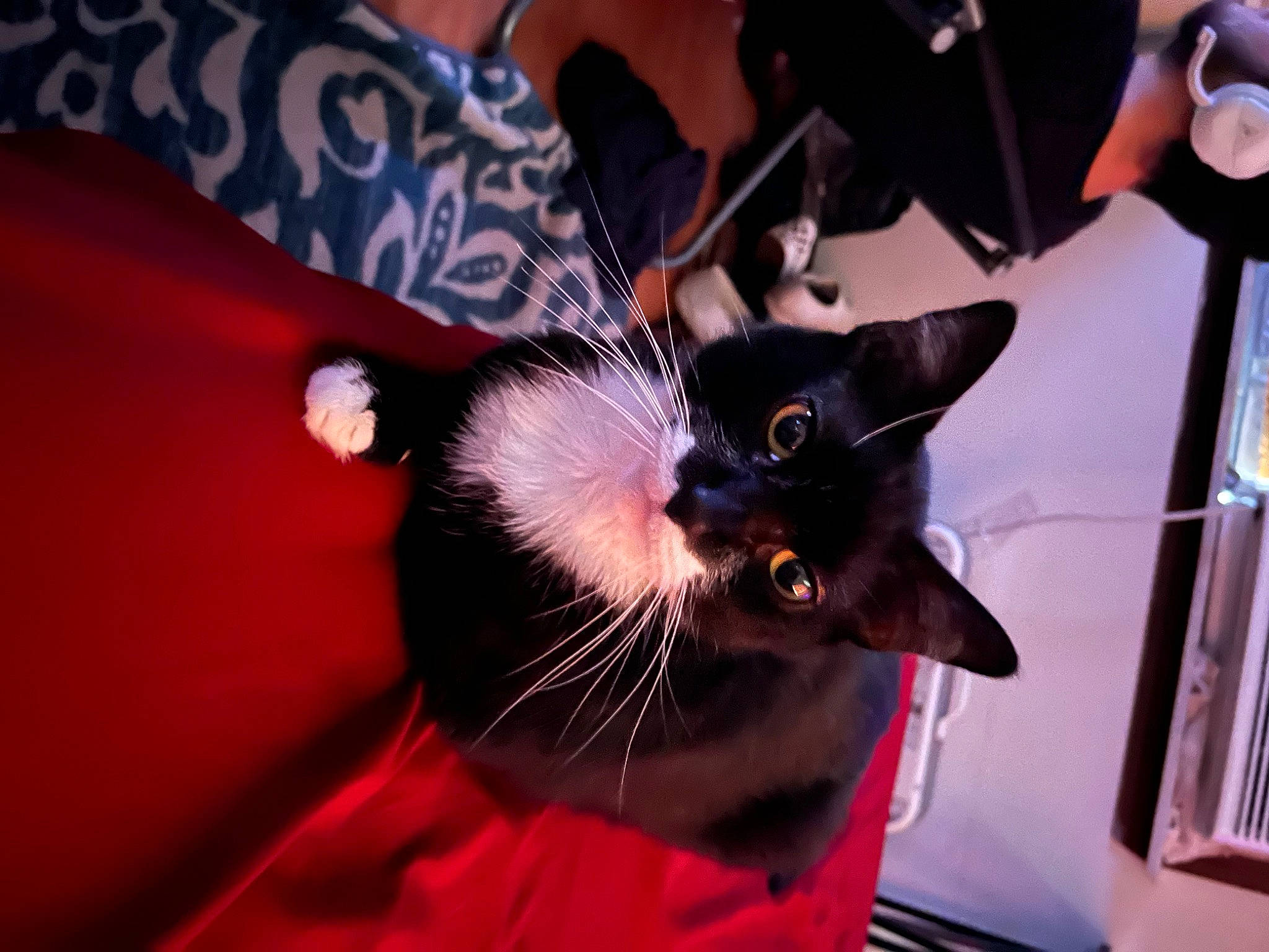 Gao is registered to the contest to win money with this photo: carmine, carnivore, cat, collar, domestic_short_haired_cat, ear, event, fashion_accessory, felidae, fur, magenta, plant, small_to_medium_sized_cats, snout, tail, whiskers, window