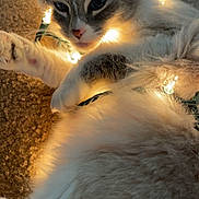 Blue is registered to the contest to win money with this photo: cat, feline, pet, fluffy, fur, string_lights, christmas_lights, fairy_lights, glowing, cozy, indoor, carpet, paw, whiskers, close_up, portrait, playful, relaxed, bokeh, decoration