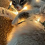 cat, feline, pet, fluffy, fur, string_lights, christmas_lights, fairy_lights, glowing, cozy, indoor, carpet, paw, whiskers, close_up, portrait, playful, relaxed, bokeh, decoration