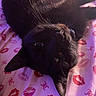 Winnie is registered to the contest to win money with this photo: black_cat, cat, pet, animal, bed, blanket, lip_prints, pattern, purple_light, whiskers, fur, relaxing, cute, indoor, cozy, soft_light, closeup, upside_down, sleepy, resting