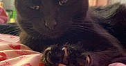 Winnie joined the competition — help win amazing prizes! black_cat, cat, pet, bed, blanket, pink, red_lip_prints, indoor, curtains, relaxed, sleepy, feline, whiskers, paw, close_up, domestic_animal, cozy, soft_light, resting, animal