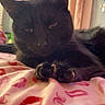 black_cat, cat, pet, bed, blanket, pink, red_lip_prints, indoor, curtains, relaxed, sleepy, feline, whiskers, paw, close_up, domestic_animal, cozy, soft_light, resting, animal