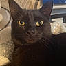 Winnie is registered to the contest to win money with this photo: black_cat, cat, pet, animal, indoor, cozy, blanket, knitted, yellow_eyes, fur, whiskers, ear, face, resting, home, television, screen, patterned_wall, relaxed, closeup