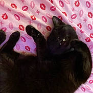 Winnie joined the competition — help win amazing prizes! cat, black_cat, pet, animal, sleeping, relaxed, blanket, pink, red, lipstick_prints, pattern, fur, cute, indoor, cozy, resting, paw, face, whiskers, mammal