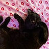 cat, black_cat, pet, animal, sleeping, relaxed, blanket, pink, red, lipstick_prints, pattern, fur, cute, indoor, cozy, resting, paw, face, whiskers, mammal
