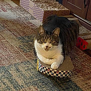 Dobby is registered to the contest to win money with this photo: animal, brown, cabinet, cardboard_scratch_pad, cat, checkerboard_pattern, cozy, floor, furniture, home, indoor, looking_at_camera, patterned_rug, pet, relaxed, rug, scratching_post, tabby_cat, white_paws, wooden_floor