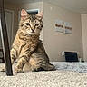 Lucid joined the competition — help win amazing prizes! animal, carpet, cat, cozy, curious, cute, decor, domestic, ears, feline, fur, furniture, home, indoor, pet, relaxed, rug, sitting, tabby, whiskers