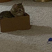 Lucid is registered to the contest to win money with this photo: animal, cardboard_box, carpet, cat, cozy, cute, domestic, feline, floor, furniture, home, indoor, mammal, pet, relaxed, resting, shadow, small, tabby, toy_mouse
