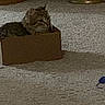 animal, cardboard_box, carpet, cat, cozy, cute, domestic, feline, floor, furniture, home, indoor, mammal, pet, relaxed, resting, shadow, small, tabby, toy_mouse