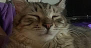Lucid is registered to the contest to win money with this photo: bedroom, blanket, cat, close_up, cozy, domestic_animal, ear, face, feline, fur, home, indoor, nose, pet, relaxed, resting, sleeping, tabby, television, whiskers